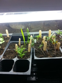 (Possibly)Leggy Tomatoes and Herbs 03-19-2014