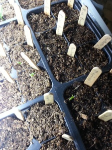 Tomatoes Germinating 03-03-2014