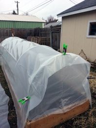 Hoop House Covered 03-05-2014